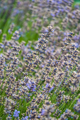 flower field in the garden filled with beautiful purple lavender flowers blooming under the shade