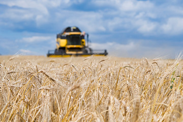 Obraz premium harvester machine