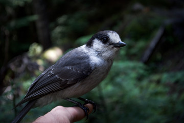 birds