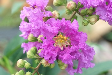 Lagerstroemia speciosa flower in nature garden
