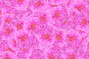 Obraz na płótnie Canvas pink rose flower pattern background