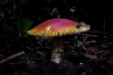 mushroom