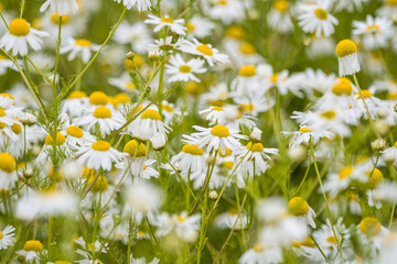 flower field in the park filled with Oxeye daisy flowers under the shade