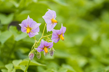 Fototapeta premium beautiful purple Borage flowers blooming in the garden with blurry green background