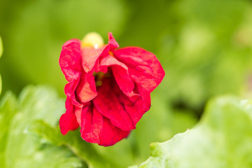 single red flower with folded petals  blooming with blurry green background