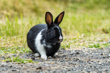 adorable black rabbit with blue eyes resting on gravel ground near the grass field with one arm covered with white fur