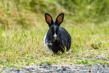 adorable black rabbit with blue eyes resting on gravel ground near the grass field with one arm covered with white fur staring at you