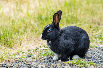 close up of cute black rabbit with white nose and paws and beautiful blue eyes sitting on rocky ground near the grass field
