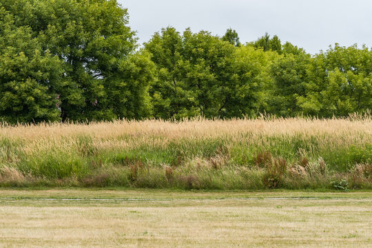 open field in the park with long grown grasses and green trees in the background on an over cast day