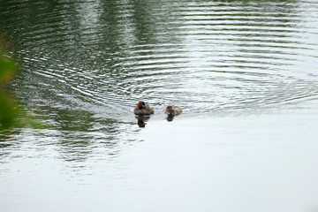 親子で泳ぐカイツブリ