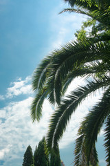 Fototapeta na wymiar palm tree cypress trees sky rest south city blue sky