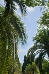 Fototapeta na wymiar south park palm tree branch cypress trees sky rest south blue sky