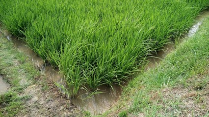 green grass in the garden