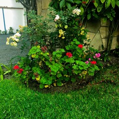 Fototapeta na wymiar Flores en el jardín