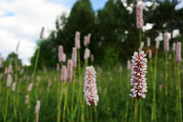Pink lupine flowers in a field