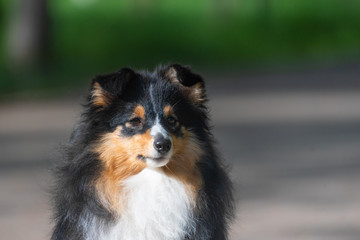 Beautiful Sheltie Scottish Sheepdog walks and performs dog training stunts in the park