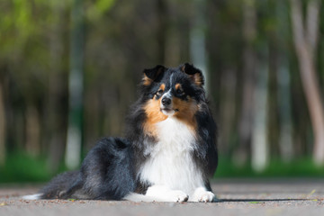 Beautiful Sheltie Scottish Sheepdog walks and performs dog training stunts in the park