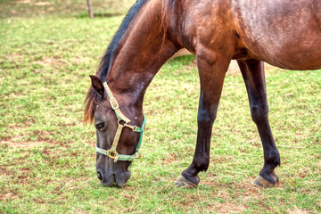 Naklejka na ściany i meble A beautiful brown horse grazing in a pasture.