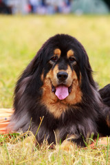 Obraz na płótnie Canvas Dog breed Tibetan mastiff