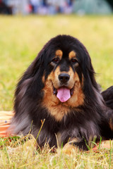 Dog breed Tibetan mastiff