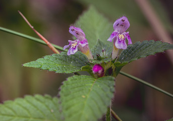Flowers kwiaty  © Dreamnordno
