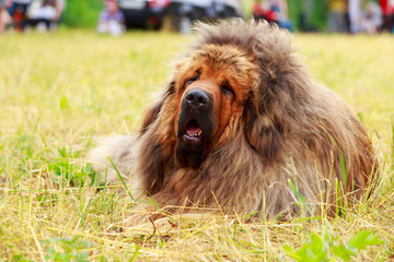 Fototapeta premium Dog breed Tibetan mastiff