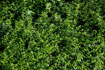 texture background of green leaves