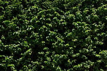 Fototapeta na wymiar texture background of green leaves