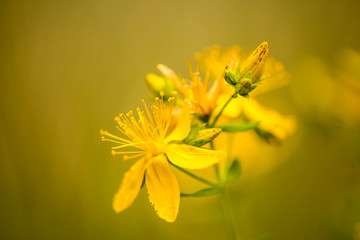 St. John wort, medicinal plant with flower