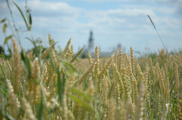 Wheat closeup. Wheat field. Background of ripening ears of wheat. Harvest and food concept.