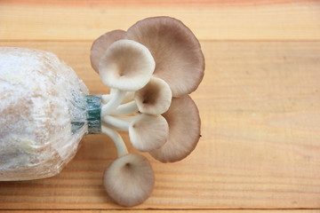Oyster mushroom growing out of the lump in farm,Fresh oyster mushroom growing is production farm,On old brown wooden.