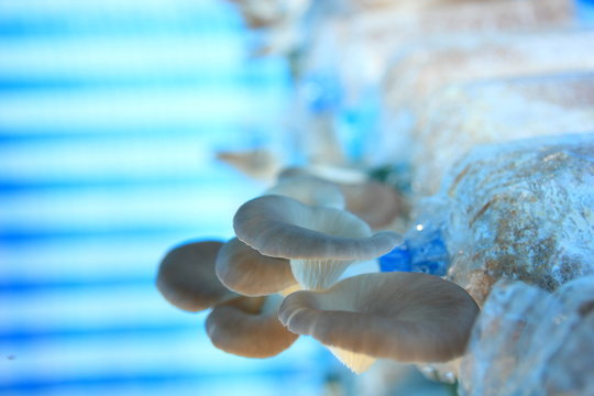 Oyster Mushroom Grow From Cultivation, And Blue Background.Close Up Oyster Mushroom. 