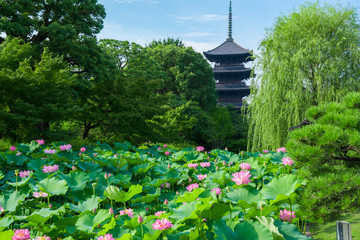 京都　東寺の五重塔と蓮の花　夏
