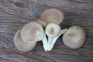 Oyster mushroom growing out of the lump in farm,Fresh oyster mushroom growing is production farm,On old brown wooden. 