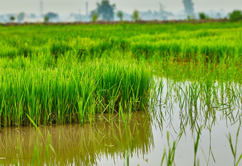 Natures gift and grown with the help of Farmers.
