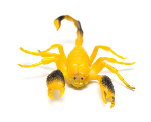 side view dummy scorpion on a white background
