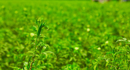 Natures gift and grown with the help of Farmers.