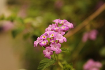 Fototapeta na wymiar Indian Purple Flower