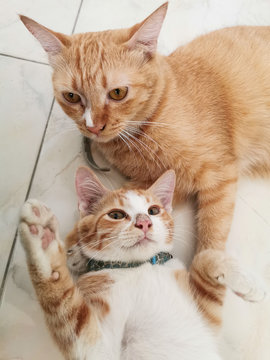 Brown cat​ and​ brown kitten​ sibling
