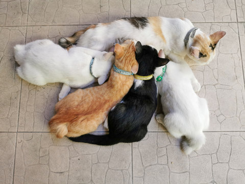 Cat​ mommy​ and​ her​ kitten​s​ are​ sucking milk