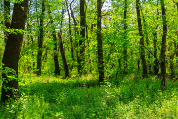Fototapeta na wymiar View of green forest at spring