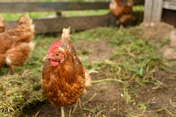 The curious domesticated fowl, female chicken (Gallus gallus), is in a birds enclosure in outdoors.