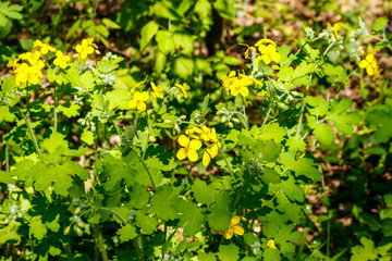 Flowers of yellow celandine in forest. Chelidonium majus, (commonly known as greater celandine, nipplewort, swallowwort, or tetterwort)