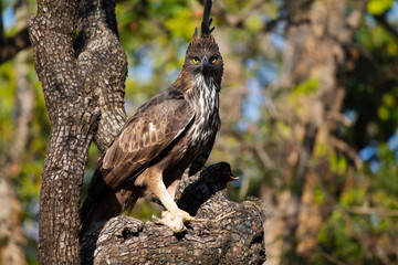 Crested hawk eagle, Nisaetus cirrhatus, Panna, Madhya Pradesh, India