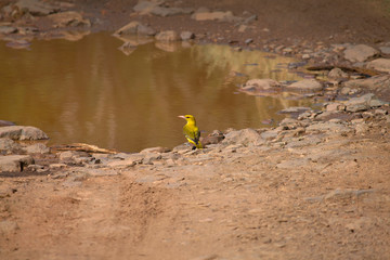 Indian golden oriole, Oriolus kundoo, Ranthambore, Rajasthan, India
