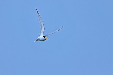 青空バックに優雅に飛ぶコアジサシ