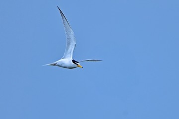 青空バックに優雅に飛ぶコアジサシ