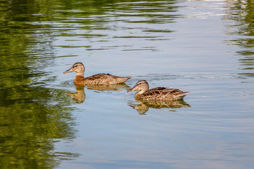Two ducks float along a river in which trees are reflected_