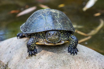 Black turtle sits on a pebble in a river, the front view_