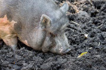 Gray Vietnamese swine in a swamp. Breeding of pigs_